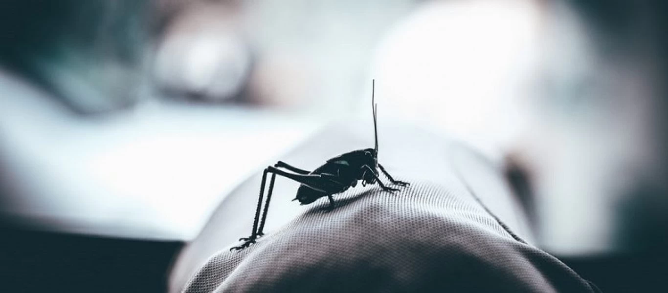 Ιπτάμενο έντομο μπήκε στο αυτί 12χρονης - Οι γιατροί χρειάστηκαν δυο μέρες για να το βγάλουν (φωτό)